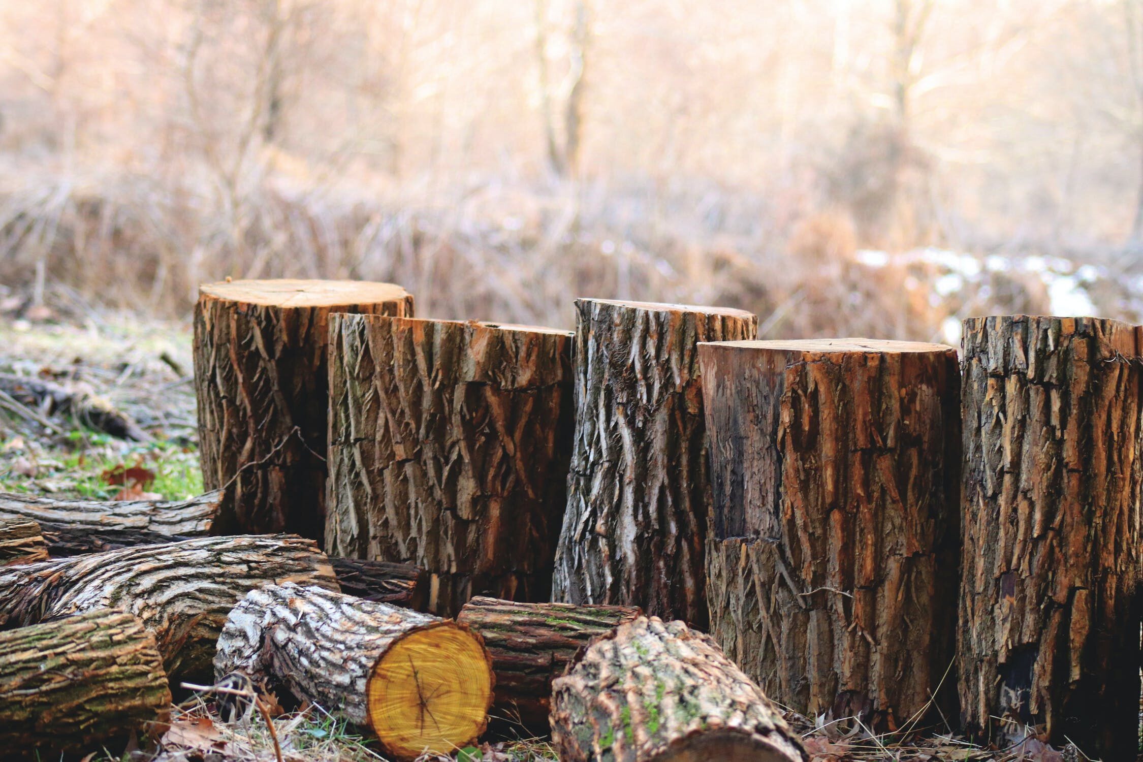 cropped-cropped-pexels-photo-2.jpeg