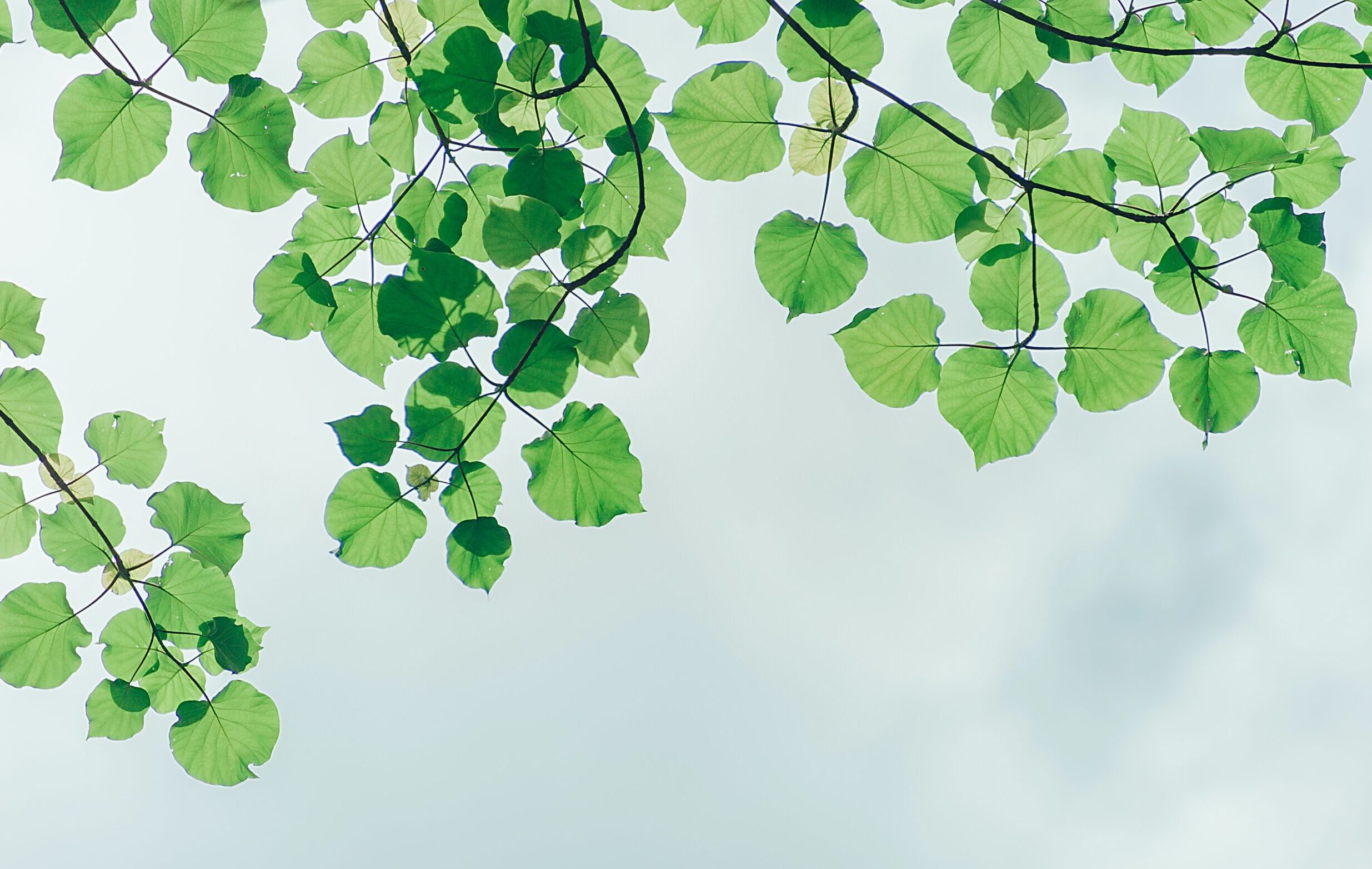 cropped-pexels-min-an-1131458-scaled-1.jpg